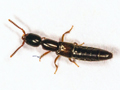 Xantholinus linearis
